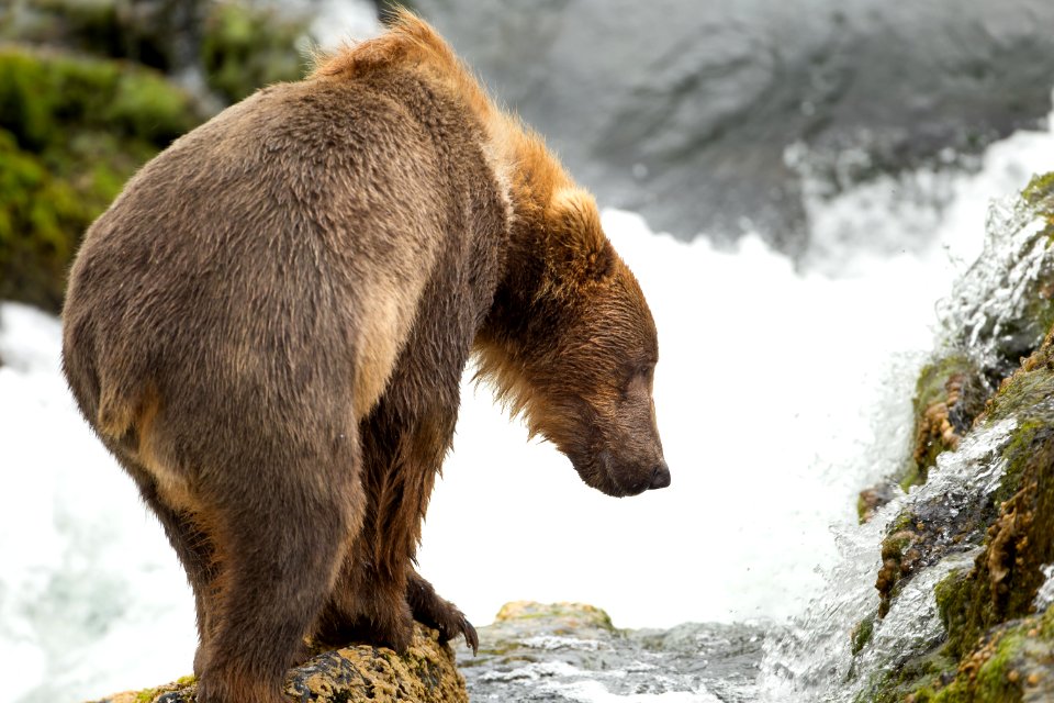 Young bear hunts for fish