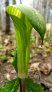 Jack in the pulpit