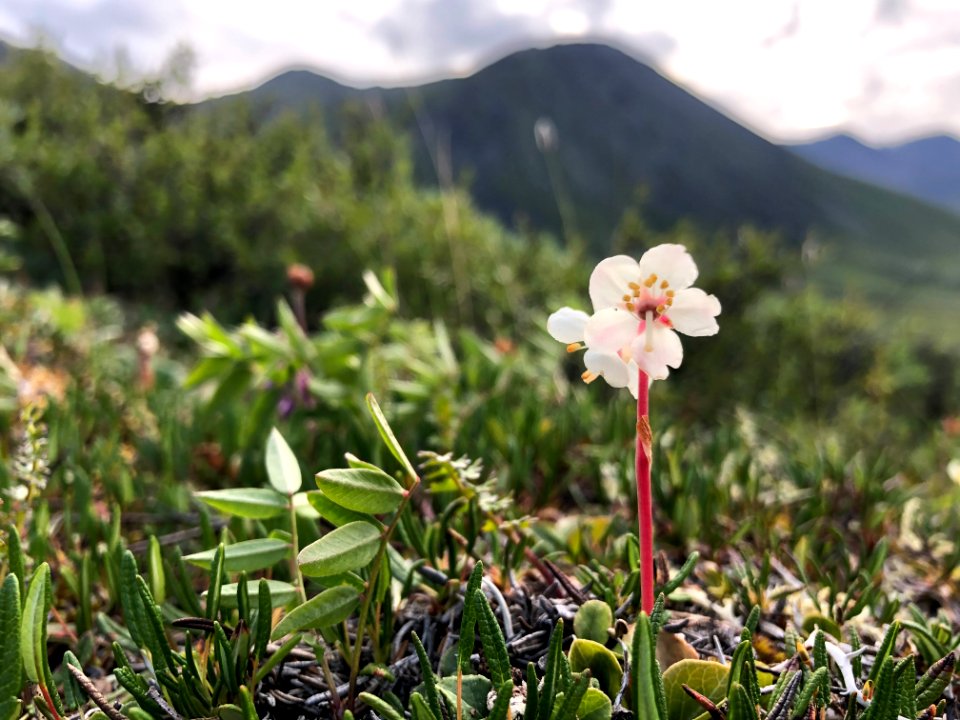 Wintergreen Spp