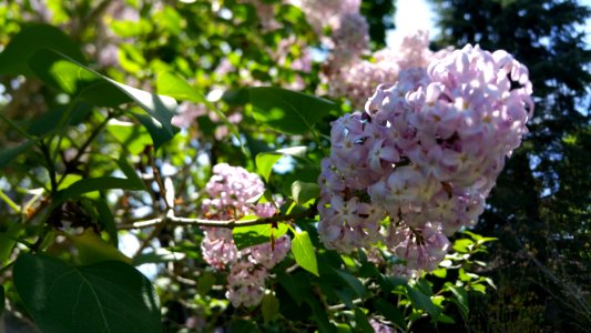 Lilac