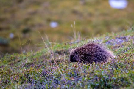 Arctic Refuge - Sheenjek River