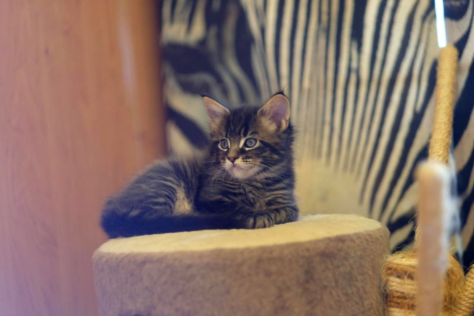 Chatons GALIT 13.12.2015 - Février 2016