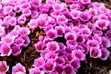 Purple mountain saxifrage photo