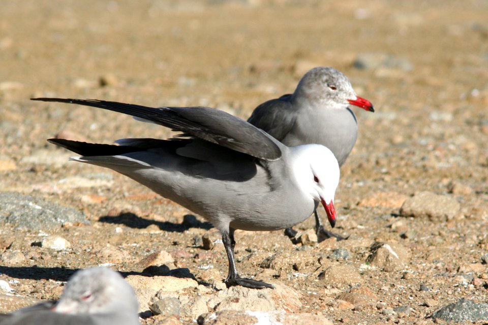 GULL, HEERMAN'S (12-25-07) -3