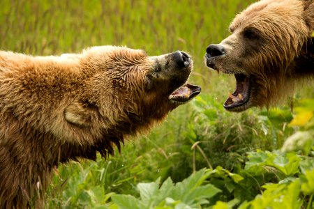Kodiak bear