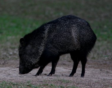 PECCARY, COLLARED (tayassu tajacu) (2-21-08) bentsen, tx -1
