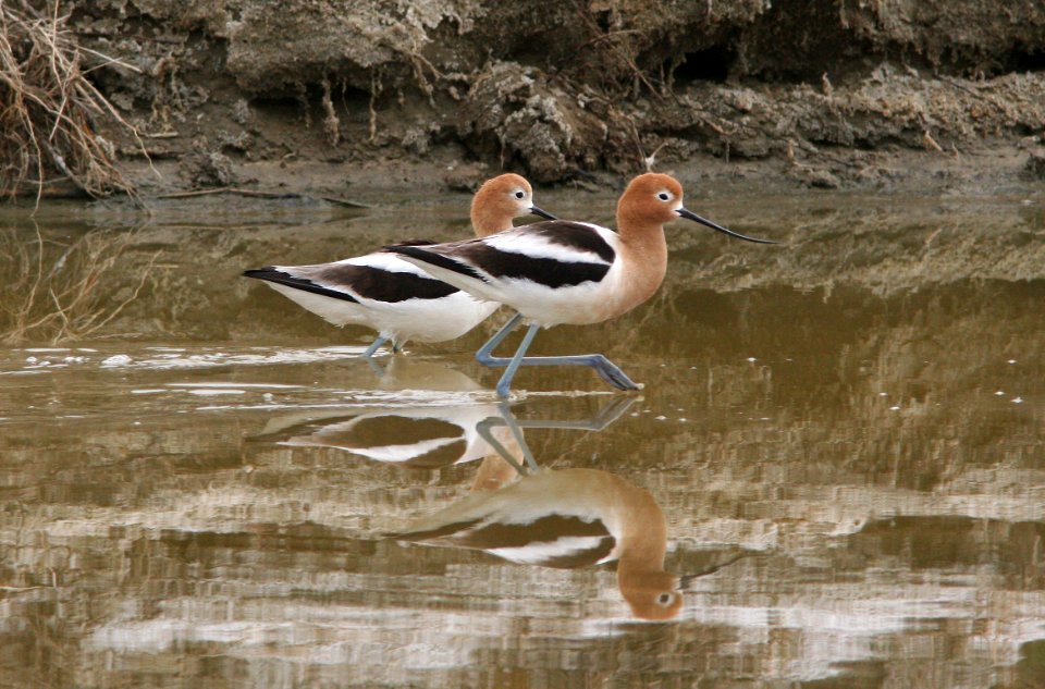 AVOCET (4-6-08) cholame wetlands -03