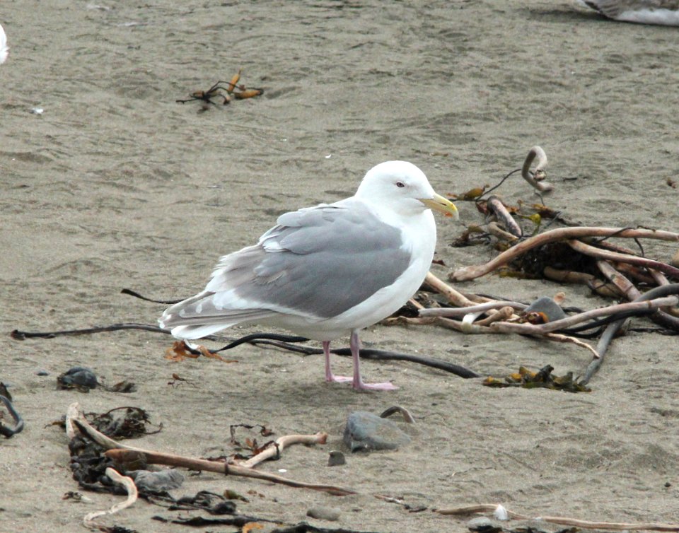 GULL, GLAUCOUS-WINGED (3-21-10) adult, elephant seal vista, slo co, ca -01