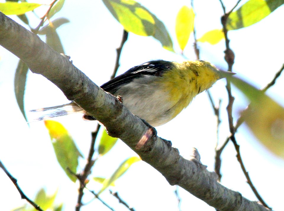 VIREO, YELLOW-THROATED (9-3-07) oceano, slo co -005