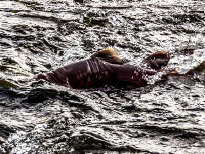 Sockeye salmon run photo