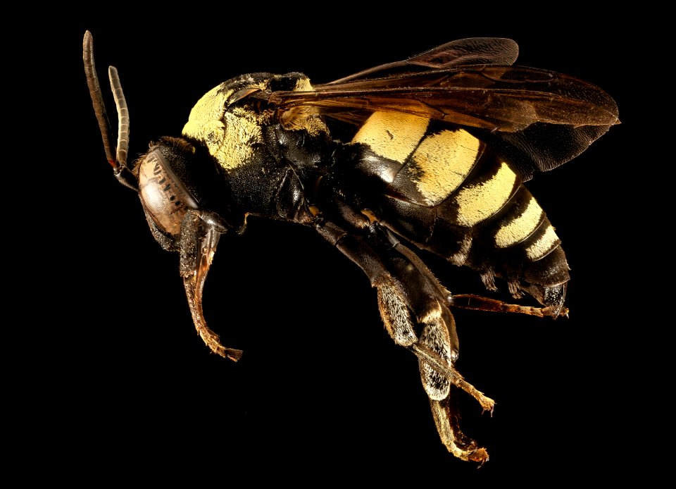 Triepeolus concavus, M, side, Dorchester Co, MD 2015-09-01-12.34.25 ZS PMax UDR