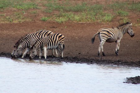 Swaziland