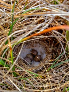 2019 Arctic Virtual Bird Fest