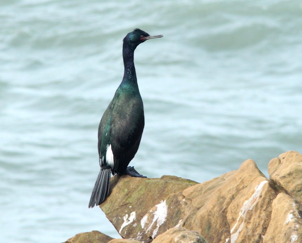 CORMORANT, PELAGIC (3-21-10) piedras blancas, slo co, ca -02