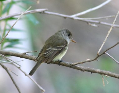 FLYCATCHER, WILLOW (6-4-08) carrizo, saucito ranch lower spring, carrizo plain nat monument, san luis obispo, ca -01