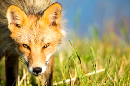 Red fox on Kodiak Refuge photo