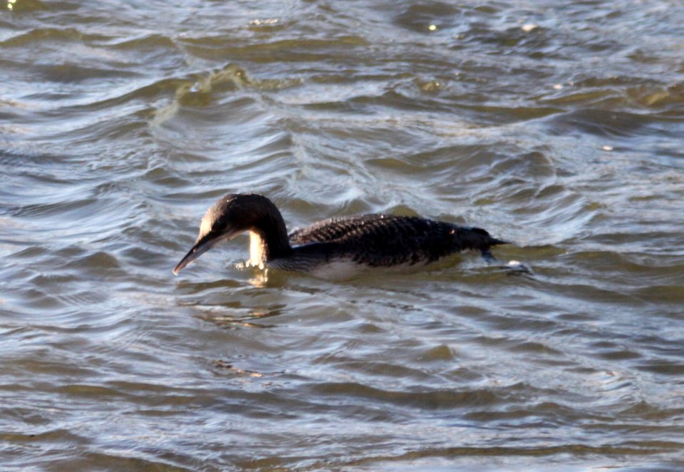 LOON, PACIFIC (11-23-09) estero bluffs state park, slo co, ca -01