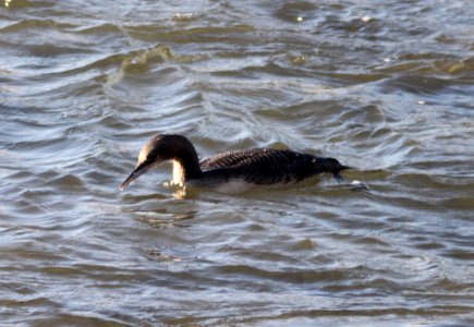 LOON, PACIFIC (11-23-09) estero bluffs state park, slo co, ca -01