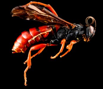 Wasp, U, side, Wyoming, Park Co 2013-04-09-15.48.41 ZS PMax