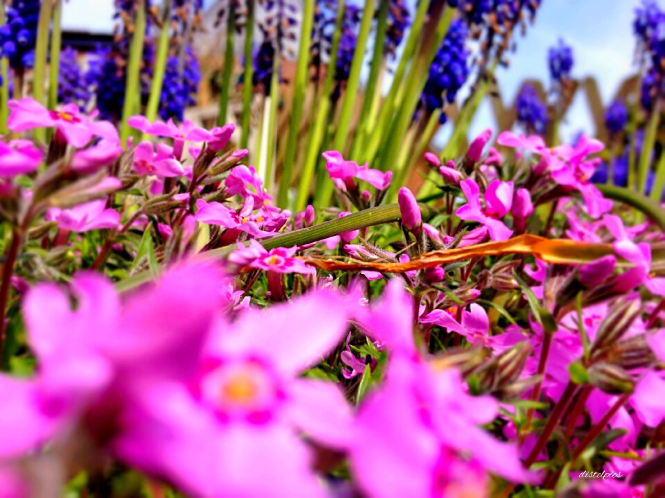 Blossom bloom spring