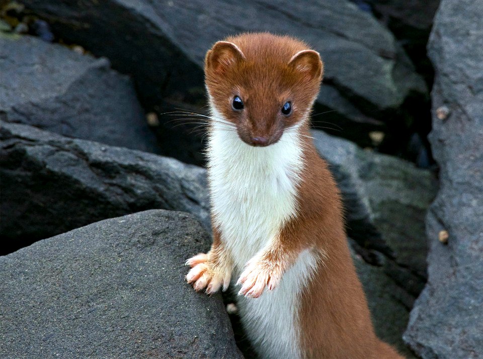 Ermine photo