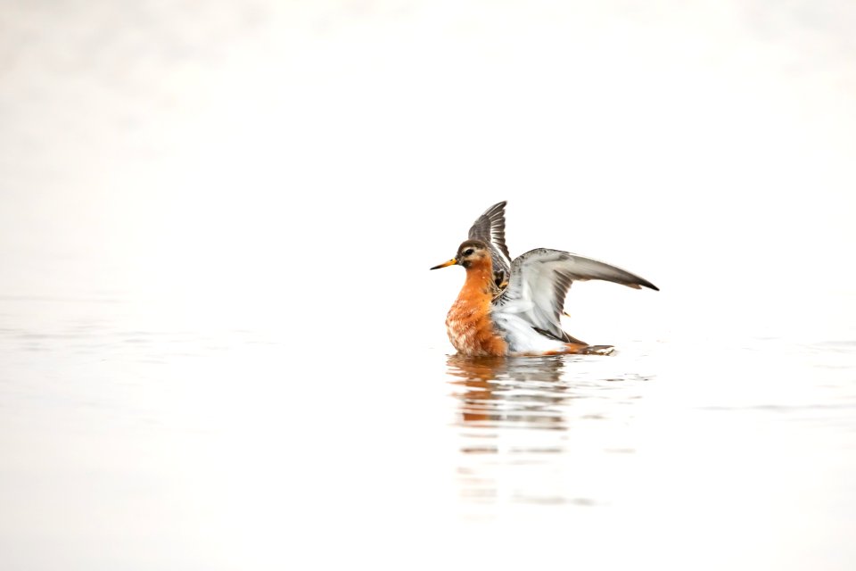 Red phalarope - Arctic Bird Fest 2019