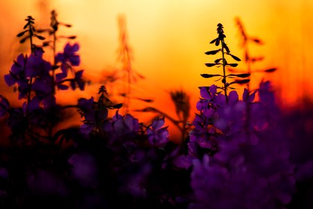 Kenai Fireweed in August