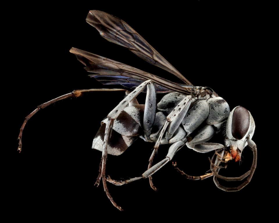 Spider Wasp, U, Side, CA, San Bernarndino Co 2013-07-31-19.44.08 ZS PMax