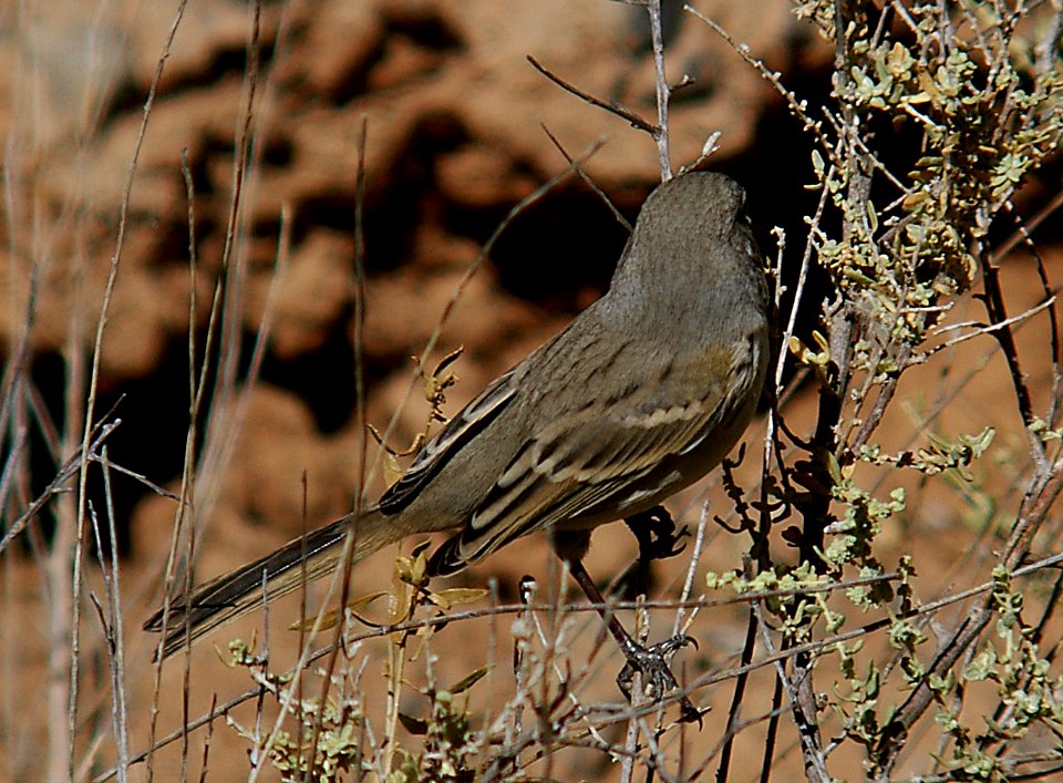 BELL'S SPARROW (canescens?) 9-18-05 (bird 3b) Carrizo Plain Nat Mon, SLO County, CA