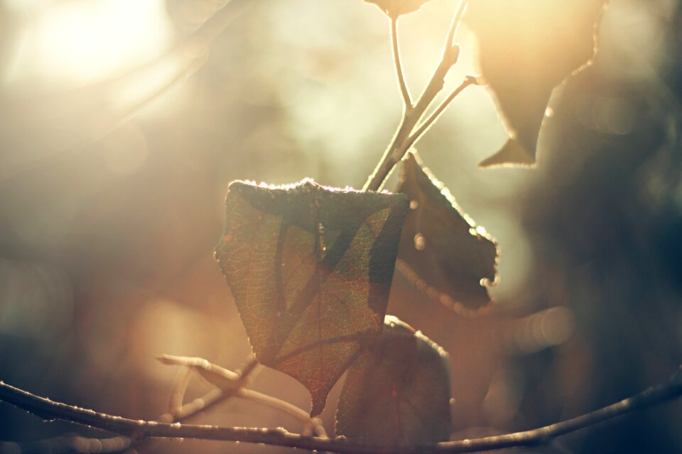 Seasonal withered dry