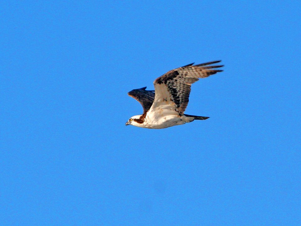 OSPREY (11-24-07) morro bay est