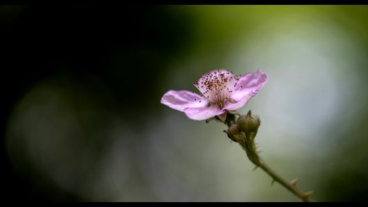 Blumen gehen immer