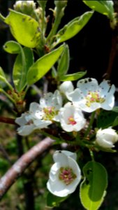 A little damage to pear blossoms and leaves