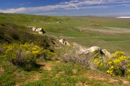CARRIZO - Wildflowers of 08 -10