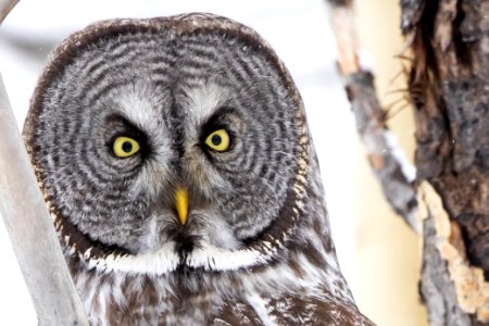 Great gray owl, Strix nebulosa.