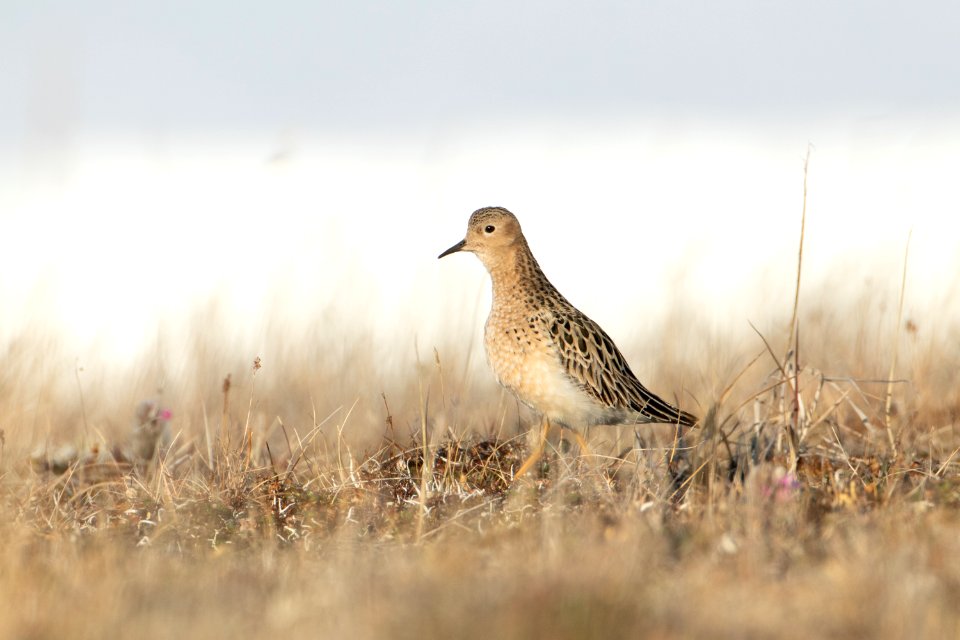 Buff-breasted sandpiper