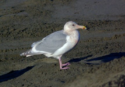 GULL, GLAUCOUS-WINGED (`1-29-08) adult, pos hybrid with herring -1