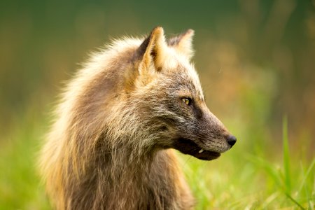 Cross fox on Kodiak Refuge photo