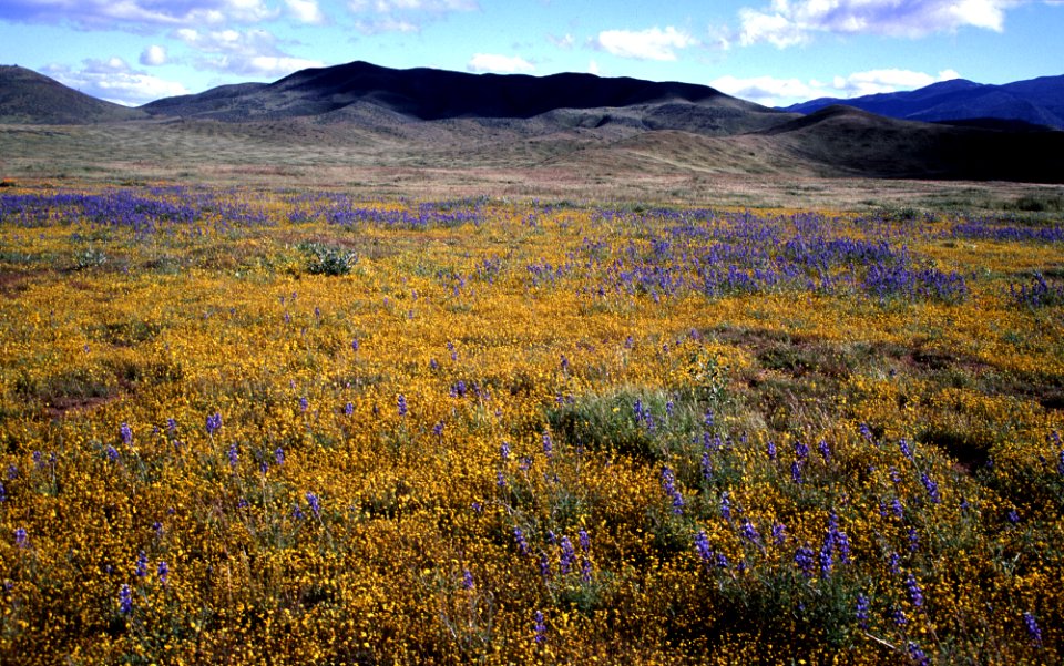 CARRIZO - Wildflowers of 05 -1