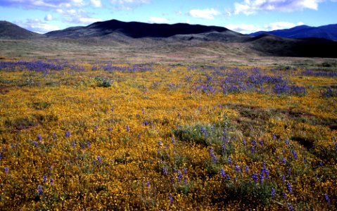 CARRIZO - Wildflowers of 05 -1