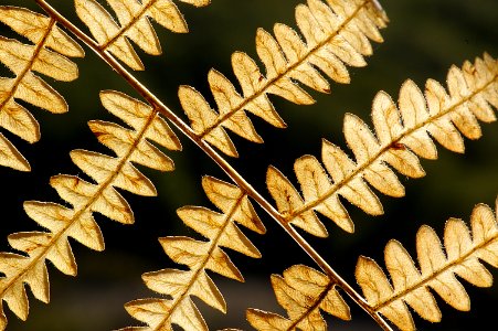 FERN, BRACKEN (12-9-07)-03