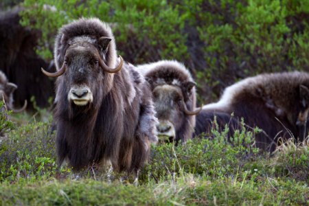 Muskox group