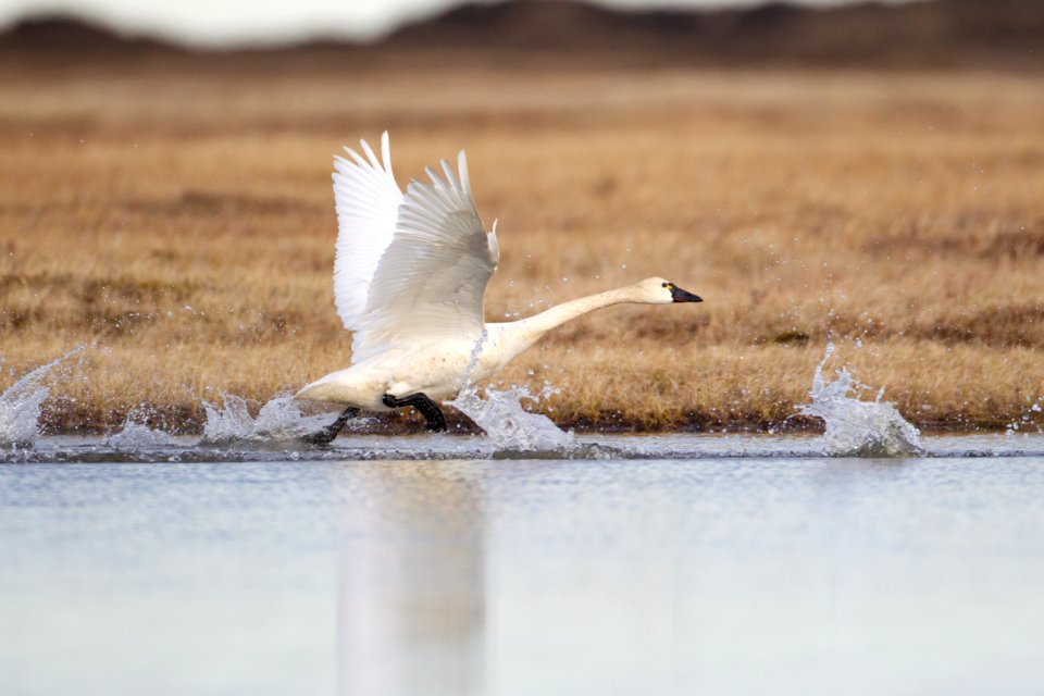 Tundra swan takeoff