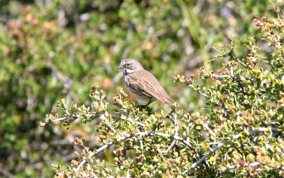 BELL'S SPARROW (belli) (4-19-09) cerro alto ridge, SLO Co, CA - 1b
