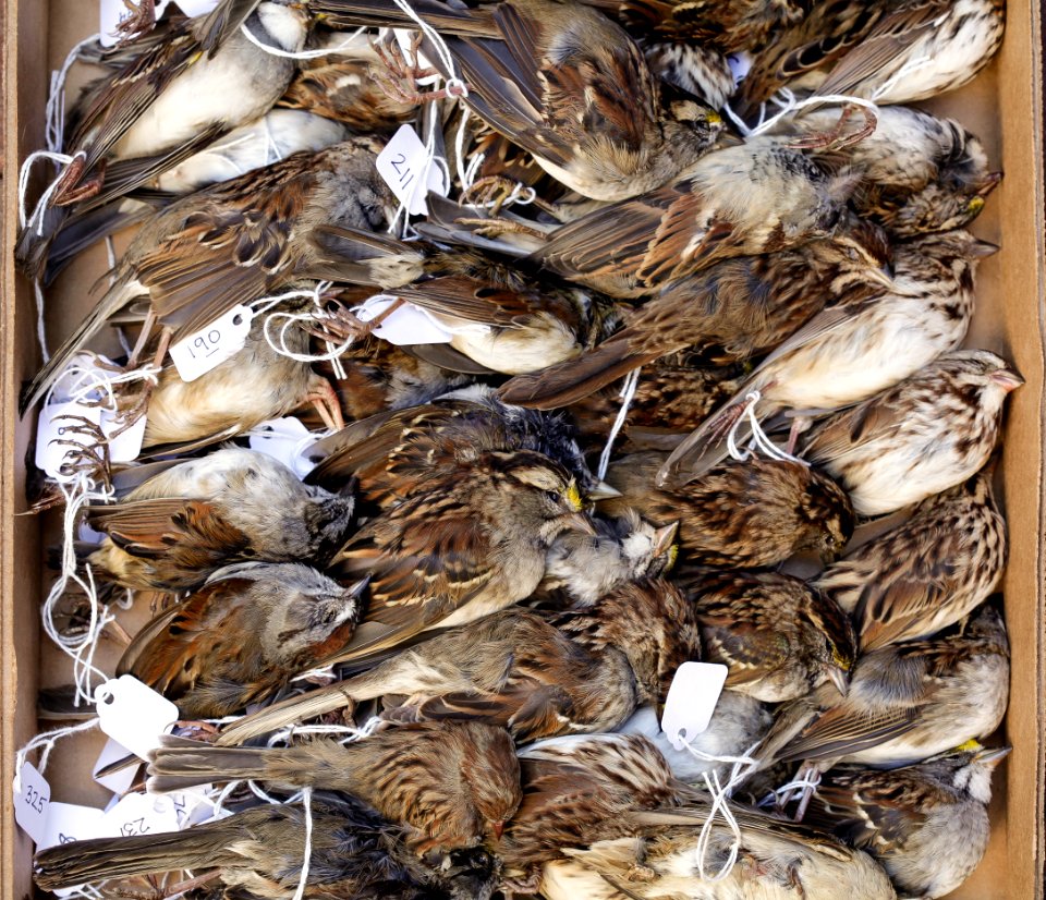 Box of Dead Sparrows
