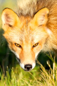 Red fox on Kodiak Refuge photo