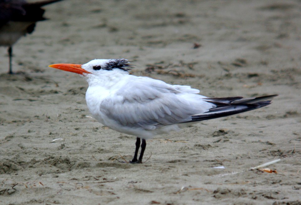 TERN, ROYAL (7-29-07) -02