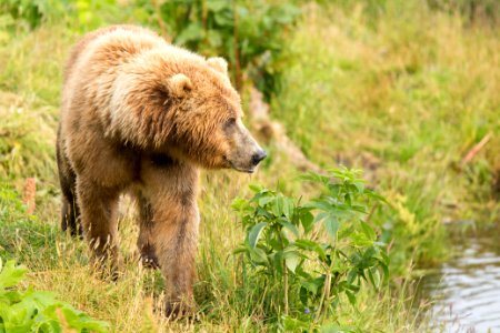 Kodiak brown bear