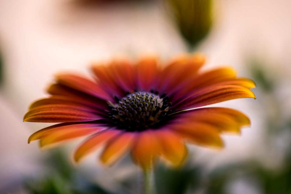 flower on the windowsill.