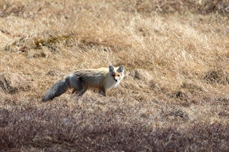 Red fox photo